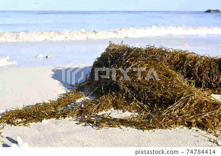 A group of sargassum drifting on the sandy beach of Amami Oshima A group of sargassum drifting on the sandy beach of Amami Oshima 74784414