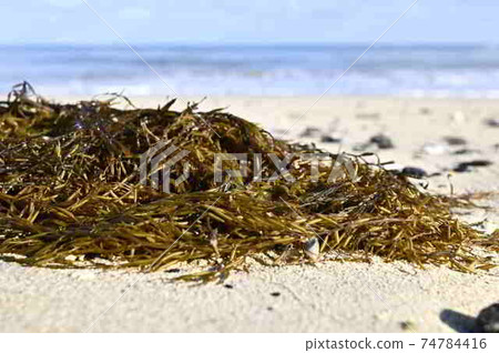A group of sargassum drifting on the sandy beach of Amami Oshima A group of sargassum drifting on the sandy beach of Amami Oshima 74784416