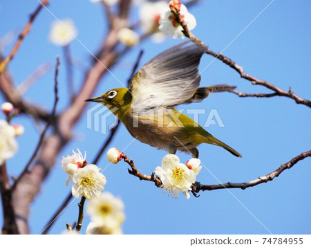 White-eye flapping its wings in search of the denseness of plums 74784955