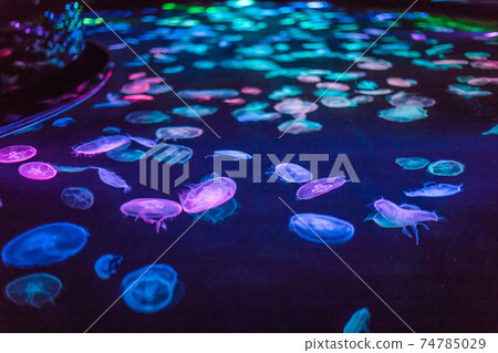 水母亮了 74785029