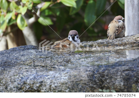 Sparrow standing in a chozubachi with a moody expression 74785074