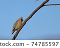 Waxwing in the morning 74785597