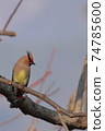 Waxwing in the morning 74785600