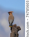 Waxwing in the morning 74785603