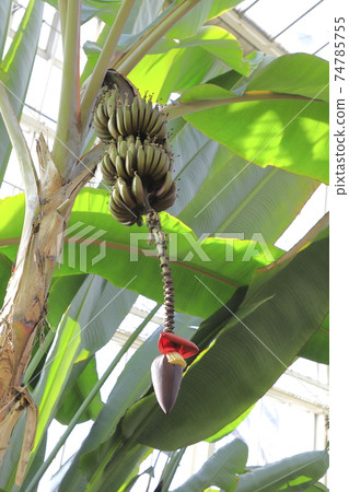 Kawaguchi City Green Center Plants in the large greenhouse (red banana) Kawaguchi City, Saitama Prefecture 74785755