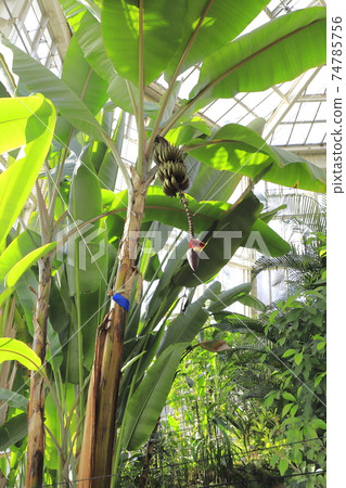Kawaguchi City Green Center Plants in the large greenhouse (red banana) Kawaguchi City, Saitama Prefecture Kawaguchi City Green Center Plants in the large greenhouse (red banana) Kawaguchi City, Saitama Prefecture 74785756