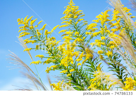 秋天的天空，日本蒲葦和一枝黃花。 74786133