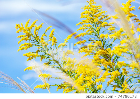 Autumn sky, Solidago altissima and Miscanthus sinensis. Autumn sky, Solidago altissima and Miscanthus sinensis. 74786178