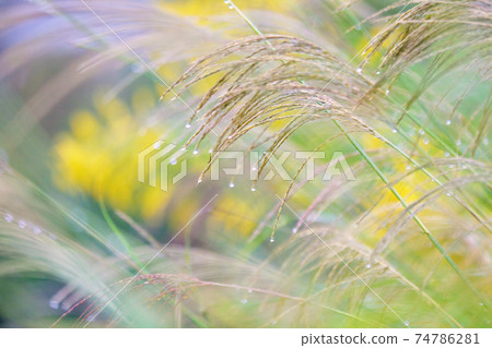 在雨中弄濕的日本蒲葦。 在雨中弄濕的日本蒲葦。 74786281