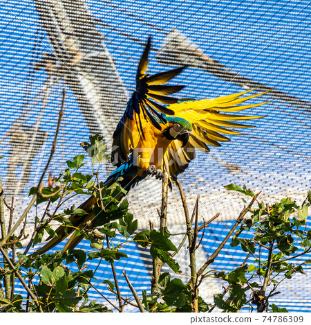 The Blue-and-yellow Macaw, Ara ararauna is a large South American parrot 74786309