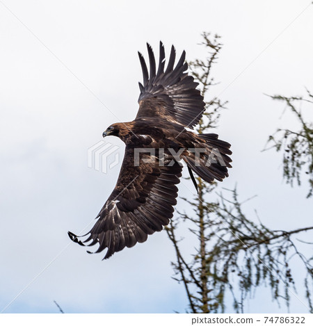 Golden eagle, Aquila chrysaetos sitting on a branch 74786322