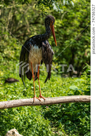 Black stork, Ciconia nigra in a german nature park Black stork, Ciconia nigra in a german nature park 74786327