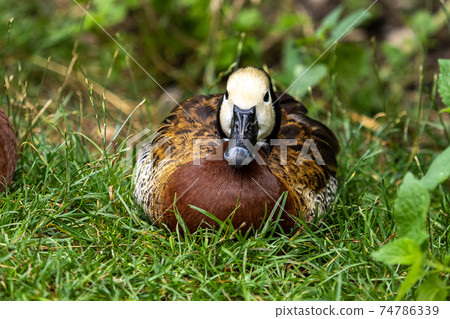 White-faced whistling duck, Dendrocygna viduata. Birds watching White-faced whistling duck, Dendrocygna viduata. Birds watching 74786339