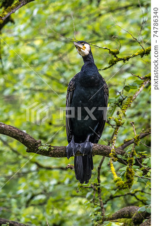 The great cormorant, Phalacrocorax carbo sitting on a branch The great cormorant, Phalacrocorax carbo sitting on a branch 74786340