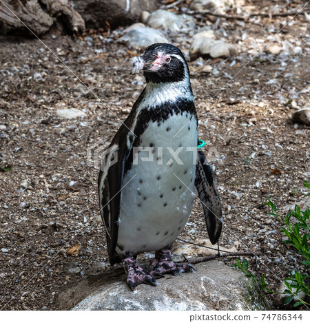 Humboldt Penguin, Spheniscus humboldti in a park 74786344
