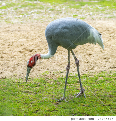 Sarus crane, Grus antigone also known as Indian sarus crane Sarus crane, Grus antigone also known as Indian sarus crane 74786347