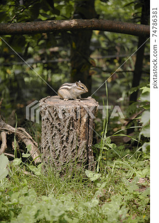 Chipmunk 74786381