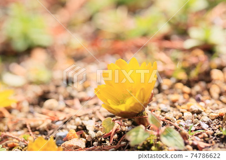 Flower of Fukujou 74786622