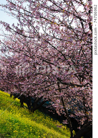 Spring coming Spring coming 74786962