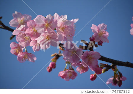 Kawazu Sakura-5 Kawazu Sakura-5 74787532