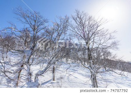 Snowy field Snowy field 74787792