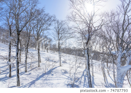 Snowy field Snowy field 74787793