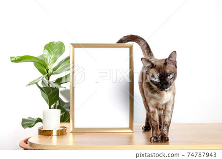 Frame or Poster mock up in living room and cat with window shadow on white wall background. Frame or Poster mock up in living room and cat with window shadow on white wall background. 74787943