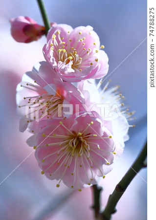 Withstands the cold and blooms elegantly Withstands the cold and blooms elegantly 74788275