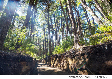 Forest in Chile Forest in Chile 74789229