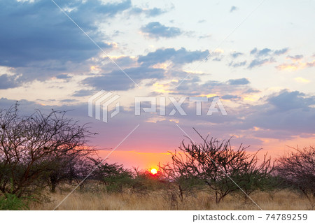 African bush 74789259