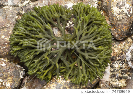 Mill seaweed Mill seaweed 74789649