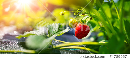 Juicy fresh strawberry growing in the soil at the garden Juicy fresh strawberry growing in the soil at the garden 74789967