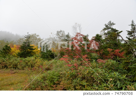 白馬 白馬 74790708