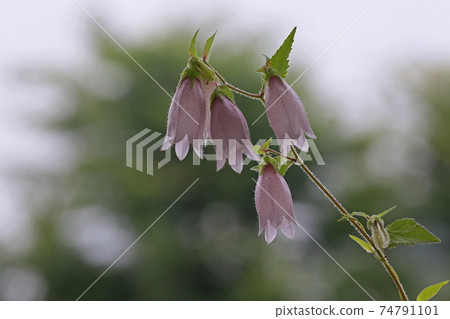 Firefly brush 74791101