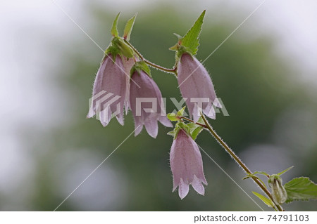 Firefly brush 74791103