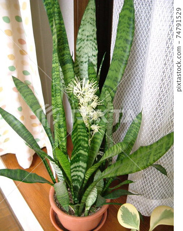Rare Sansevieria (Tranoo, tiger tail) flowers - Stock Photo [74791529] -  PIXTA