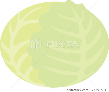 捲心菜 74791591