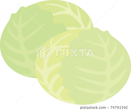 捲心菜 捲心菜 74791592