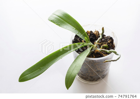 Young Orchid phalaenopsis planting, soil, root and pine cork on wooden background 74791764