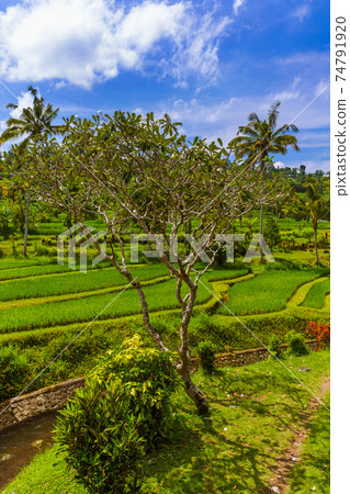 Rice fields - Bali island Indonesia 74791920