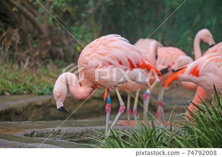 Flamingo  74792008