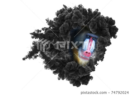 Colorful mandrill baboon face covered in smoke cloud Colorful mandrill baboon face covered in smoke cloud 74792024