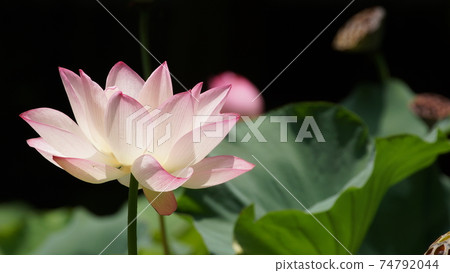 Lotus pool flower blooming in summer Lotus pool flower blooming in summer 74792044