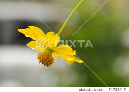 Yellow Kibana cosmos gets wet in the rain and is refreshing Yellow Kibana cosmos gets wet in the rain and is refreshing 74792045