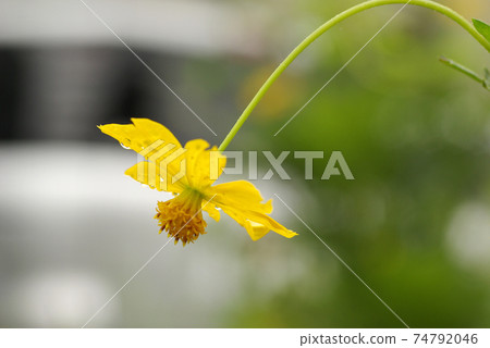 Yellow Kibana cosmos gets wet in the rain and is refreshing Yellow Kibana cosmos gets wet in the rain and is refreshing 74792046