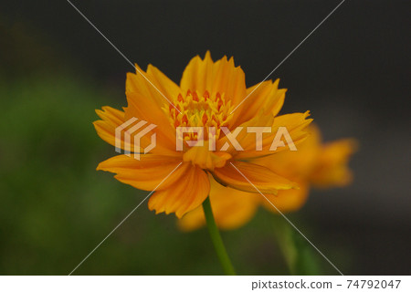 Get energized by the orange-shining Kibana cosmos (yellow flower autumn cherry blossoms) Get energized by the orange-shining Kibana cosmos (yellow flower autumn cherry blossoms) 74792047