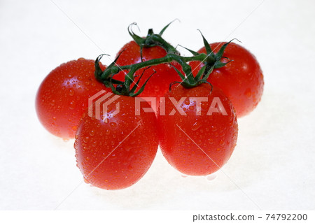 Tomato Tomato 74792200