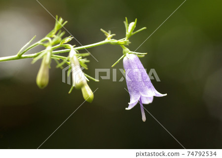 The flower appearance of Tsurigane carrot (bell carrot) is stylish and elegant The flower appearance of Tsurigane carrot (bell carrot) is stylish and elegant 74792534