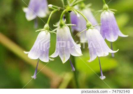 The flower appearance of Tsurigane carrot (bell carrot) is stylish and elegant The flower appearance of Tsurigane carrot (bell carrot) is stylish and elegant 74792540