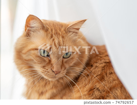 A staring cat, a tea tabby cat A staring cat, a tea tabby cat 74792657